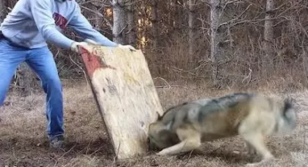 A Man Risked Life To Save A Wolf And The Result Surprises Everyone