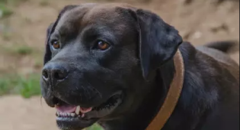 She Wanted To Take The Stray Dog Home, Until She Read His Collar